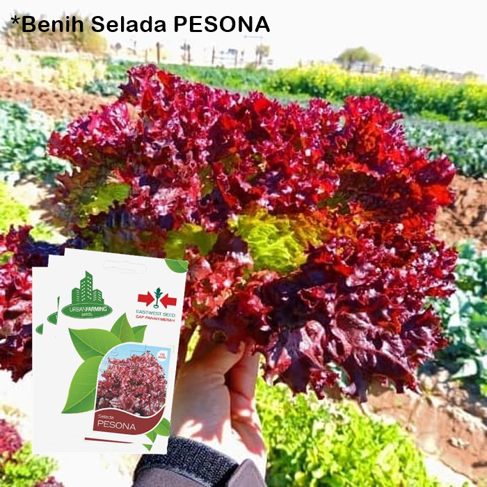 Benih Selada PESONA Isi 100 Seeds - Panah Merah