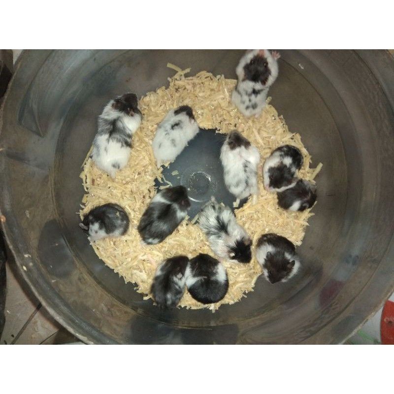 hamster Campbell panda