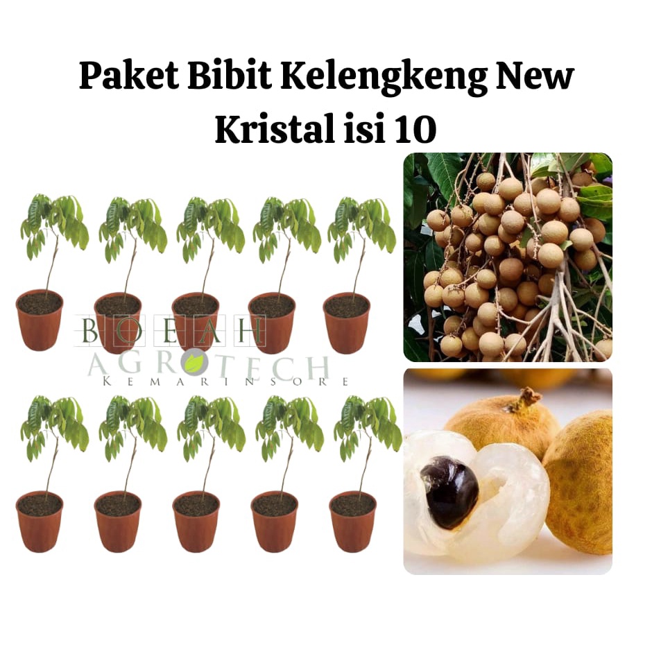 Paket Hemat Bibit Kelengkeng New Kristal Okulasi Isi 10 Bonus Bibit Strawberry+Polibag