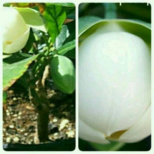 Tanaman cempaka telur