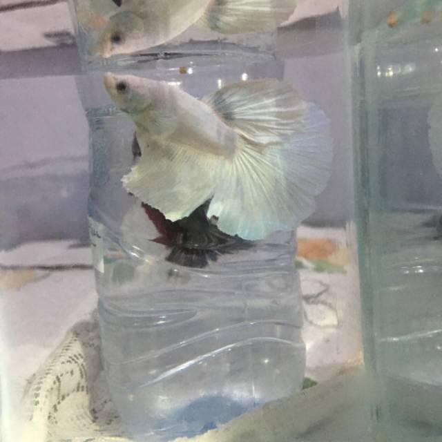 

Ikan Cupang Hias HM Platinum