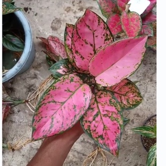 aglonema lady valentin