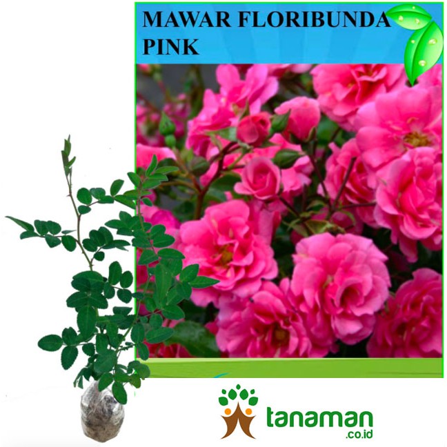 Bibit Bunga Tanaman Mawar Floribunda Pink