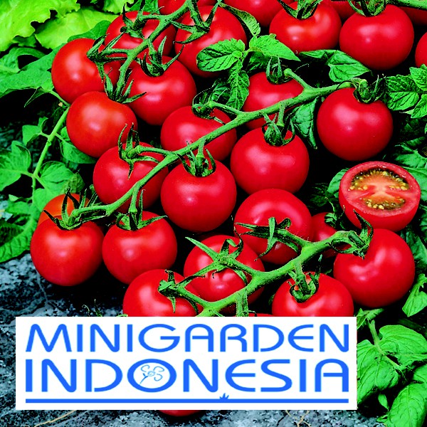 Mgi Benih Tomat Red Cherry F Import Mr Fothergills Asli Bibit