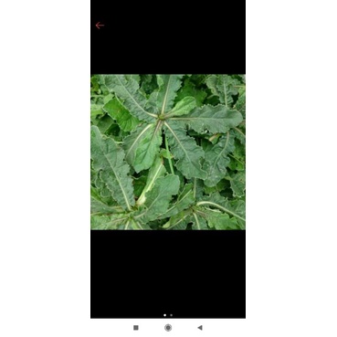 

Daun Tapak Liman per lembar