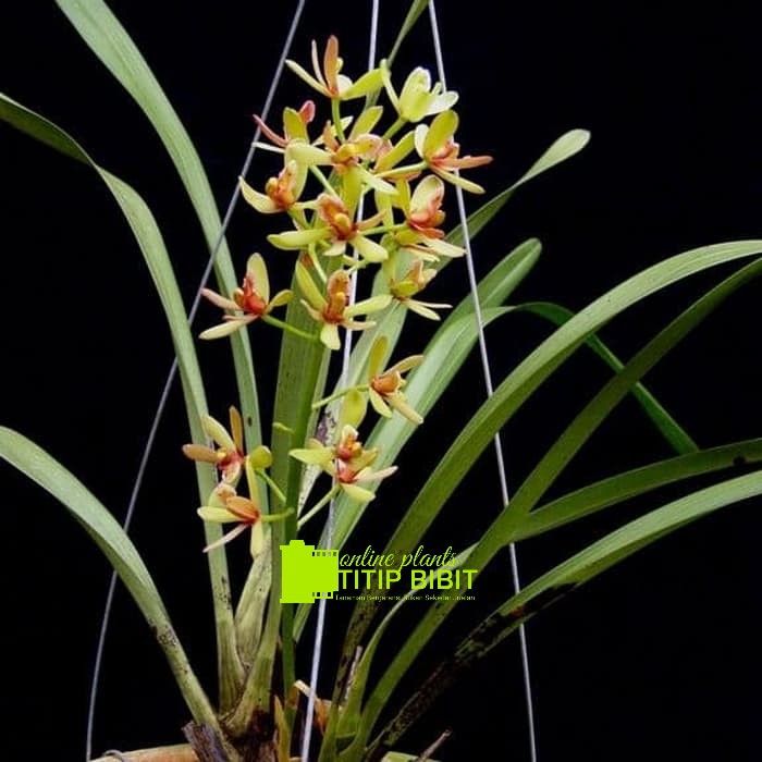 anggrek spesies Cymbidium chloranthum