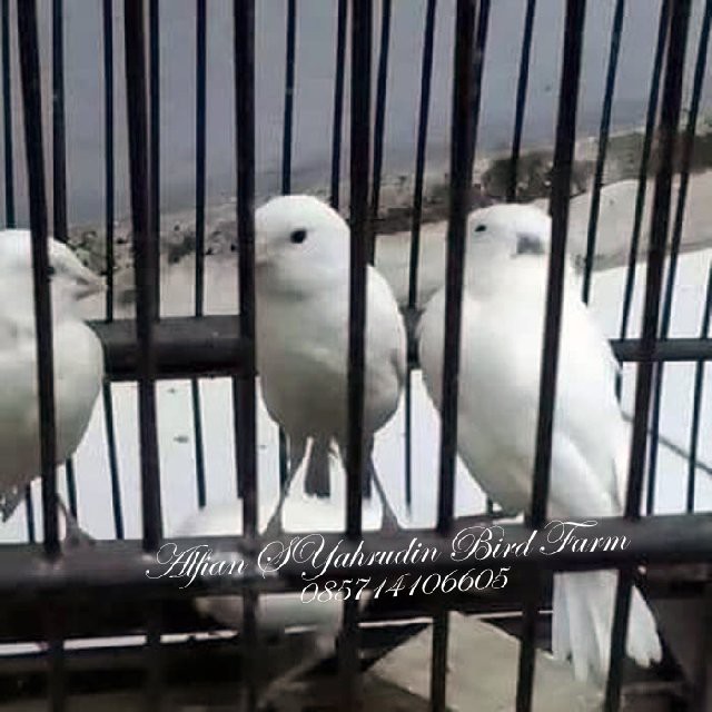 JUAL BURUNG KENARI PUTIH SEPASANG