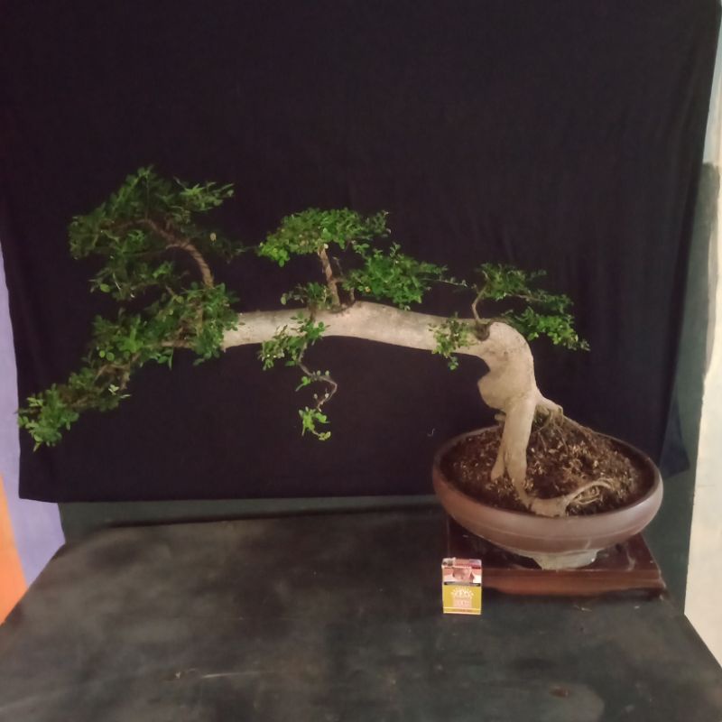 ulmus mikro..realpict