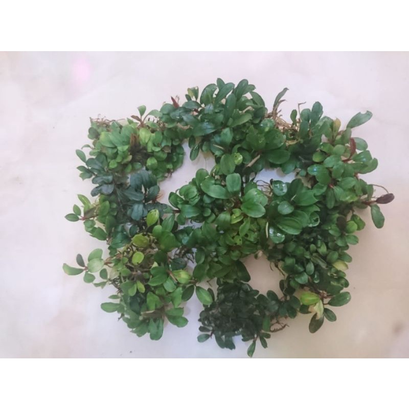 Buce phalandra koin mini
