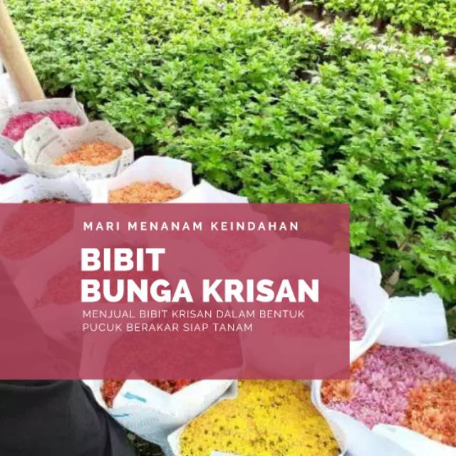 Bibit Bunga Krisan Berkualitas sudah berakar siap tanam