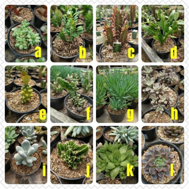 Cactus Kaktus seculent sukulen ukuran sedang pot 10mm