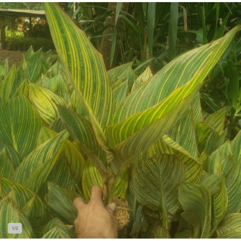 Tanaman Hias Pisangan Kana Variegata/Pohon Pisang Pisangan Kana Varigata