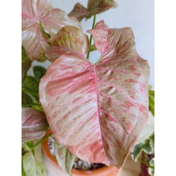 Syngonium Pink Candy