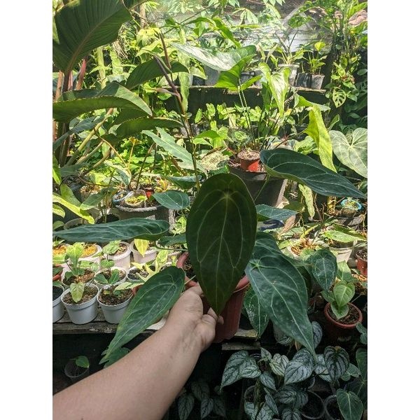 Anthurium Forgetii Jumbo Bonggol Utuh / Anthurium Forgetii Mature