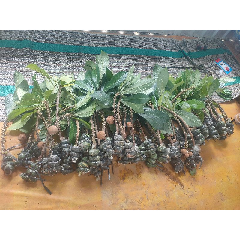 Fresh cangkok mamey sapote magana