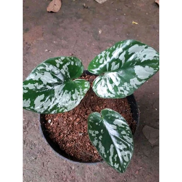 HOMALOMENA ARMY SP sumatra