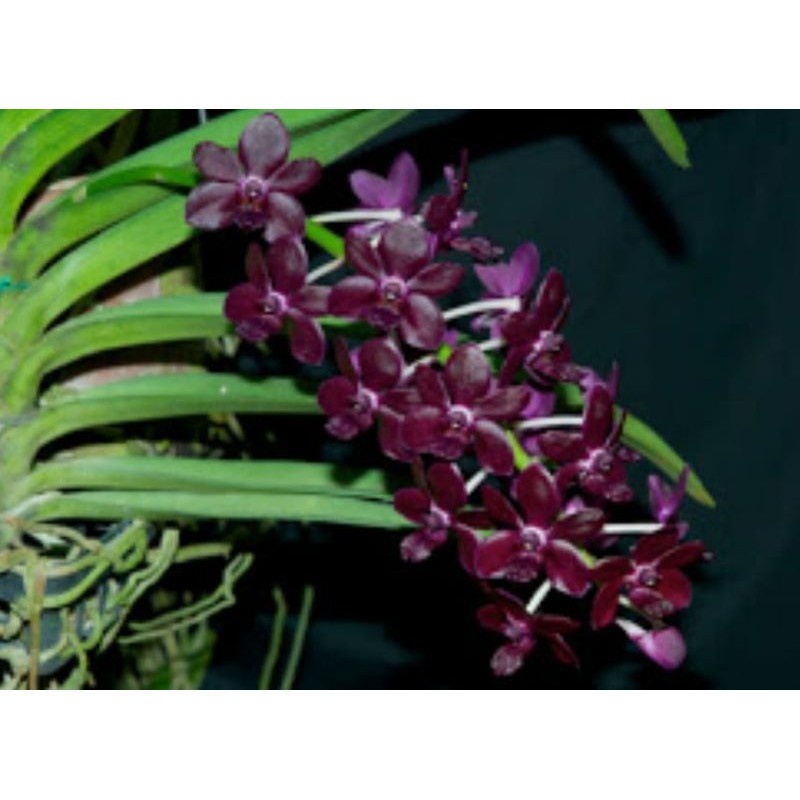 Anggrek Rhynchostylis Srisiam x Gigantea