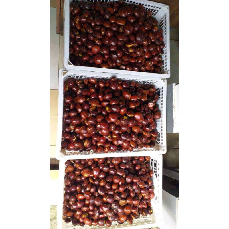 

jengkol tua super sortiran pilihan 250gm