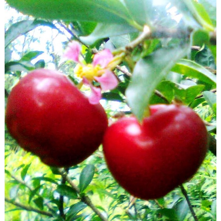 ceri barbados/sianci kecut harga termurah