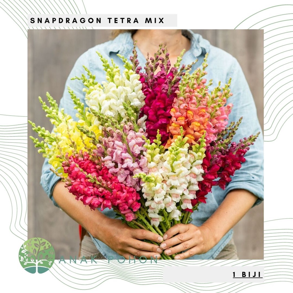 Benih Bibit Biji - Bunga Snapdragon Tetra Mix Flower Seeds - IMPORT