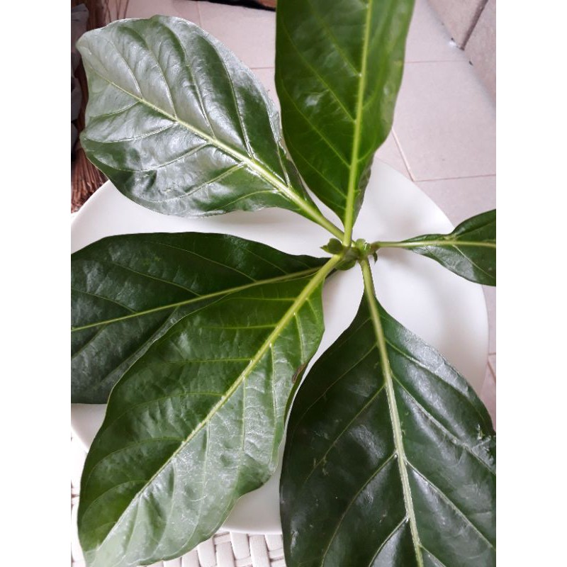 

Daun Mengkudu Segar