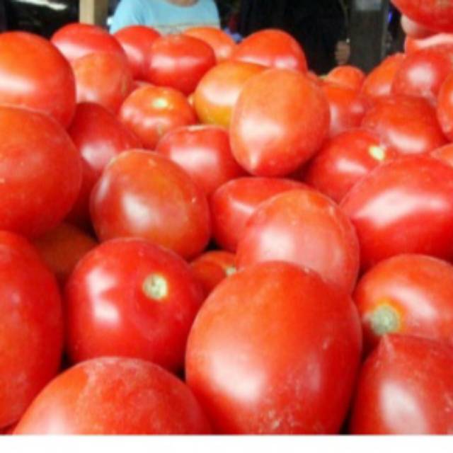 

Tomat segar tomat fresh 1kg 1/2kg 1/4 kg