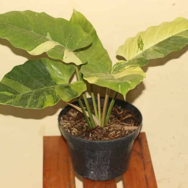 Tanaman hias philodendron jungle fever variegata