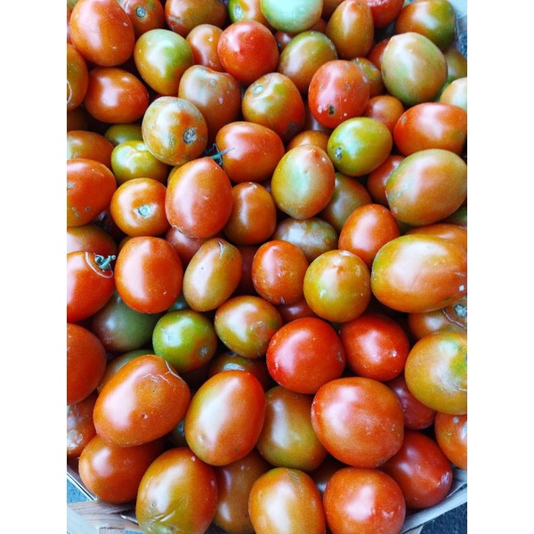 

tomat harga murah 1kg/1000g