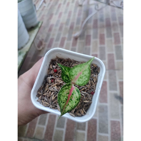 aglonema sweet dream