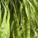 

Buah Pete Lansung Dari Pohonya /30 Lonjor