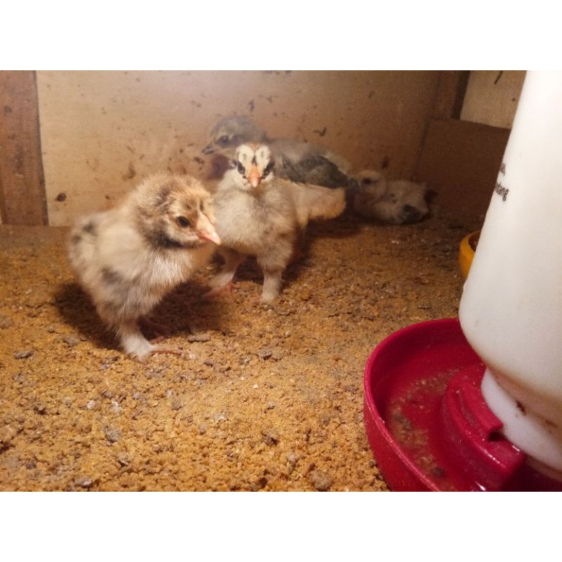 

DOC Ayam Brahma