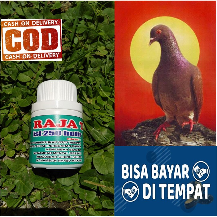 ISI 250 BUTIR RAJA TEMPUR-jamu merpati-merpati tinggi-merpati balap-merpati kolong -bukan vetafram