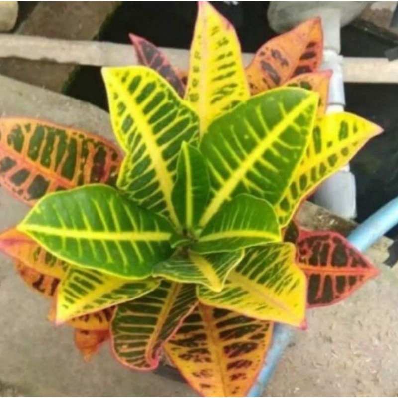 Tanaman hias pohon puring macan/puring macan murah