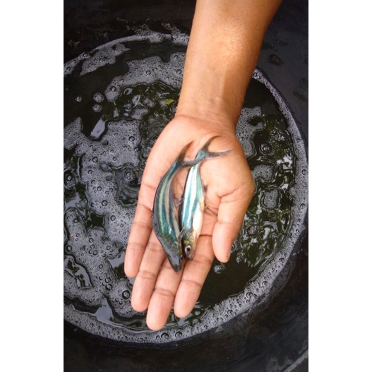 bibit ikan patin 10 cm