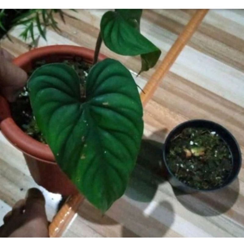 BONGOL PHILODENDRON PLOWMANII BLACK FACE