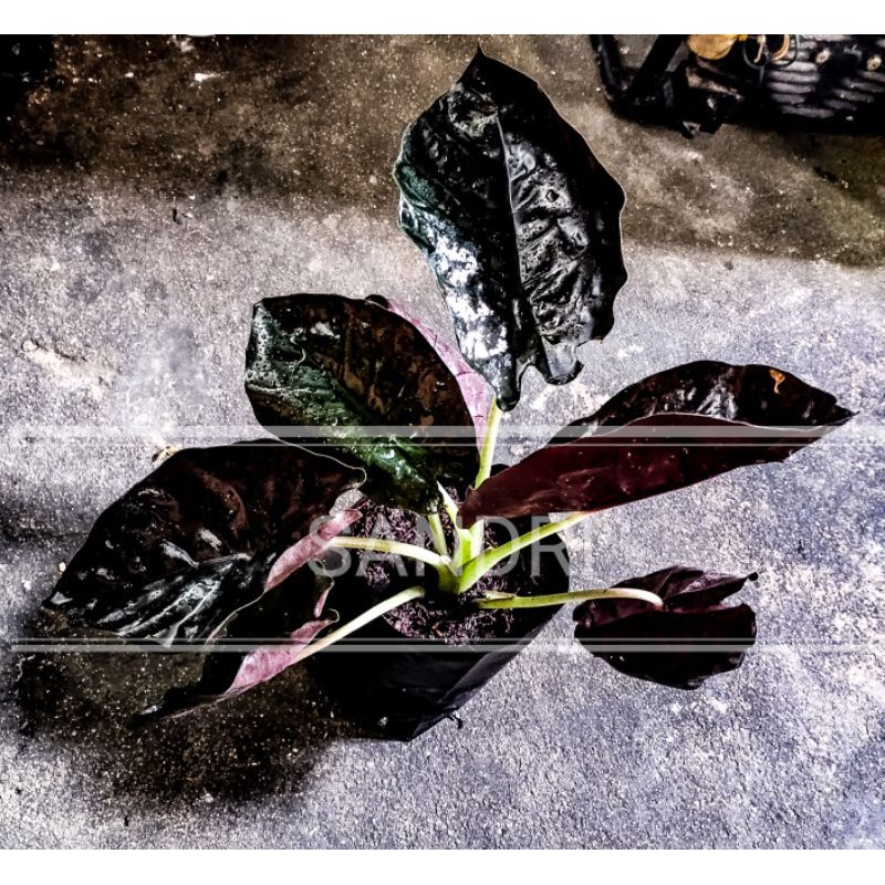 

alocasia infernalis/Black indo