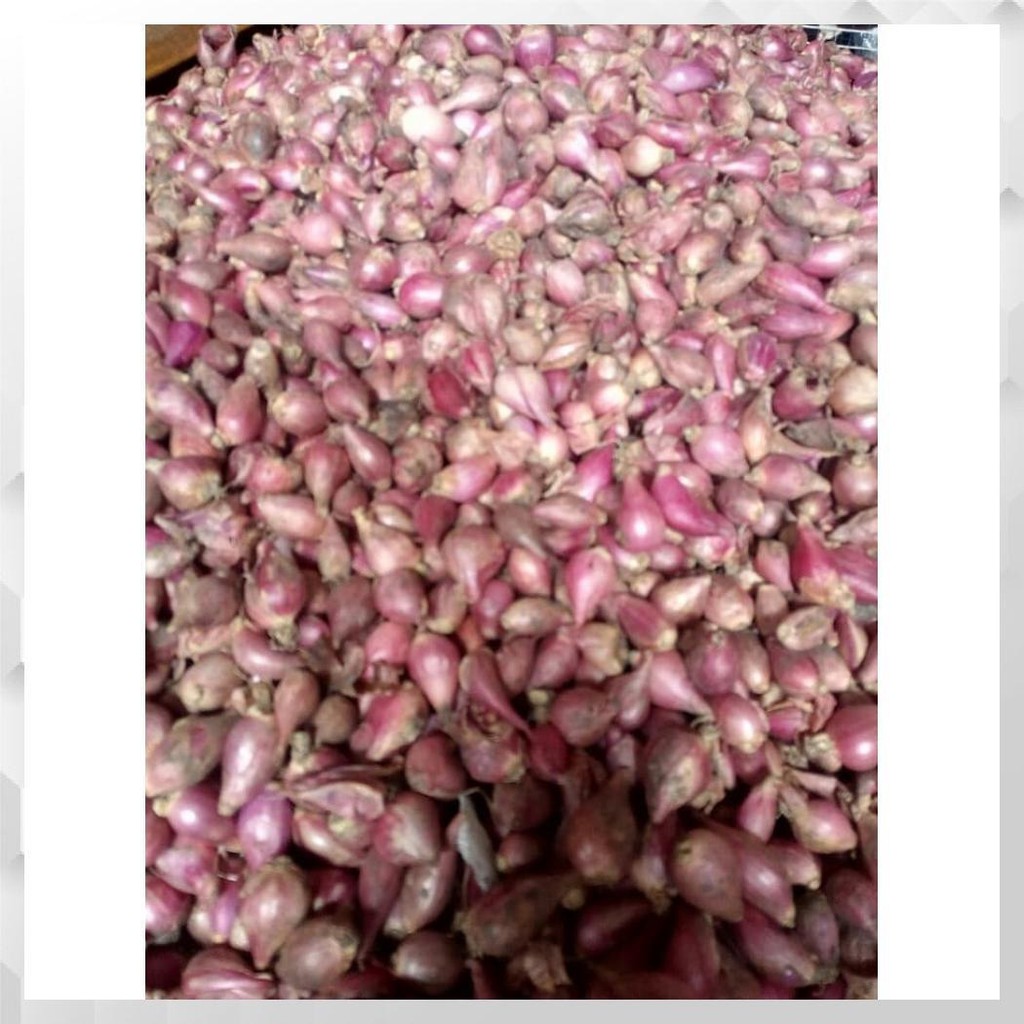 

BAWANG MERAH (UKURAN KECIL SEDANG