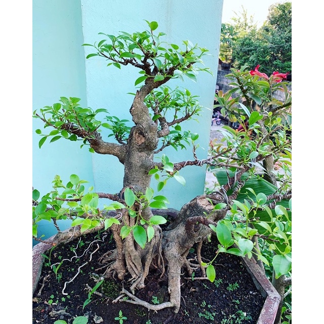 Bonsai Beringin Kimeng