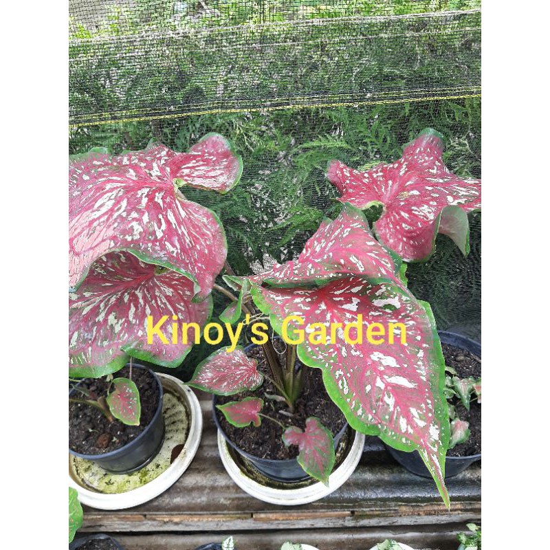 Keladi/caladium Lance whorton