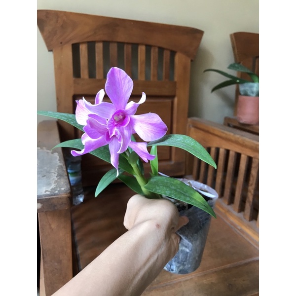 Dendrobium rumini dendrobium caesar x enobi murah