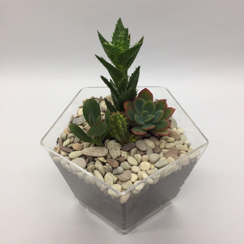 TERARIUM KAKTUS SUKULEN MINI A
