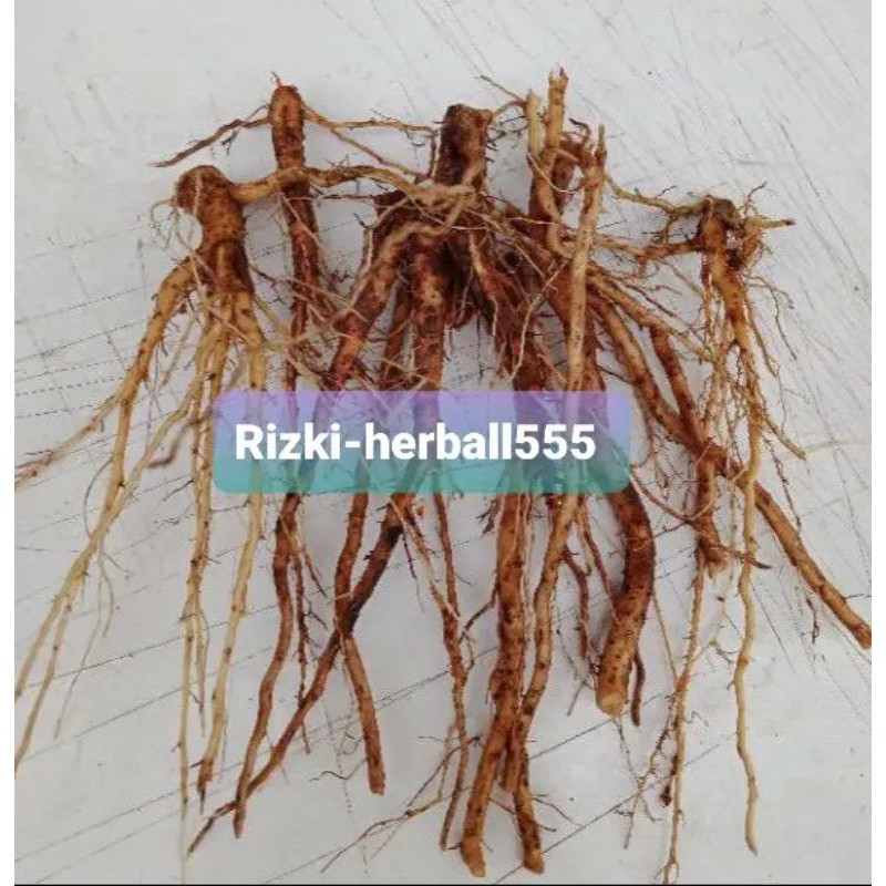 

akar pulutan segar paket 500 gram