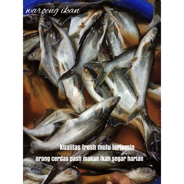 

ikan patin size 4-5 ekor/1kg segar mutu terjamin