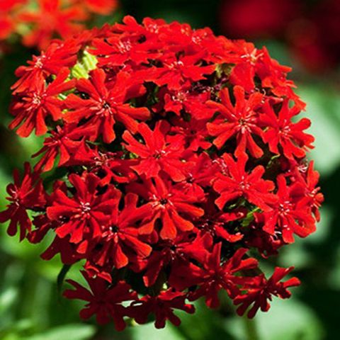 Benih Bibit Biji - Bunga Maltese Cross (Lychnis chalcedonica) Flower Seeds - IMPORT