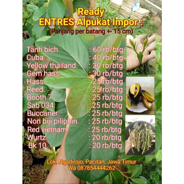 Entres Alpukat Non Biji Philipin / Cuba / Red Vietnam/ Bucanner ,dsb.