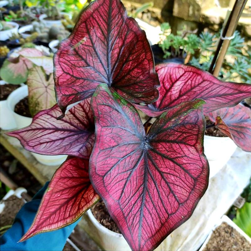 Caladium Red Stone Tanaman Hias Keladi Red Stone size anakan