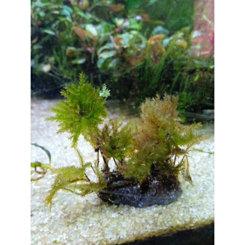 umbrella moss pohon moss tanaman air aquascape