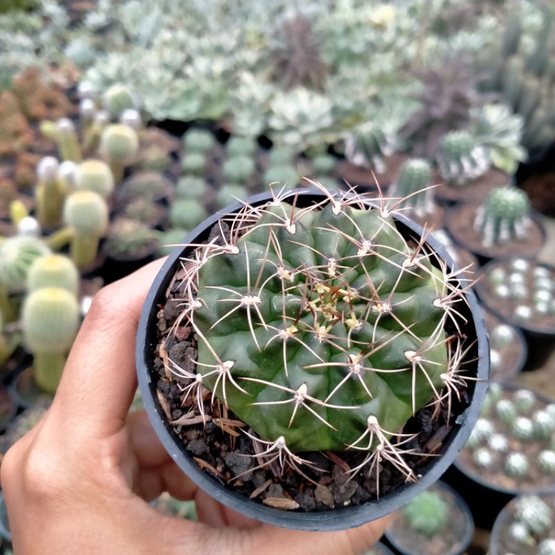 kaktus gymno