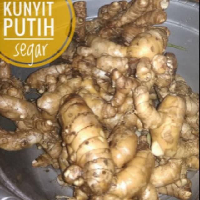 

KUNYIT PUTIH basah/segar 1Kg (Curcuma ze Doria)