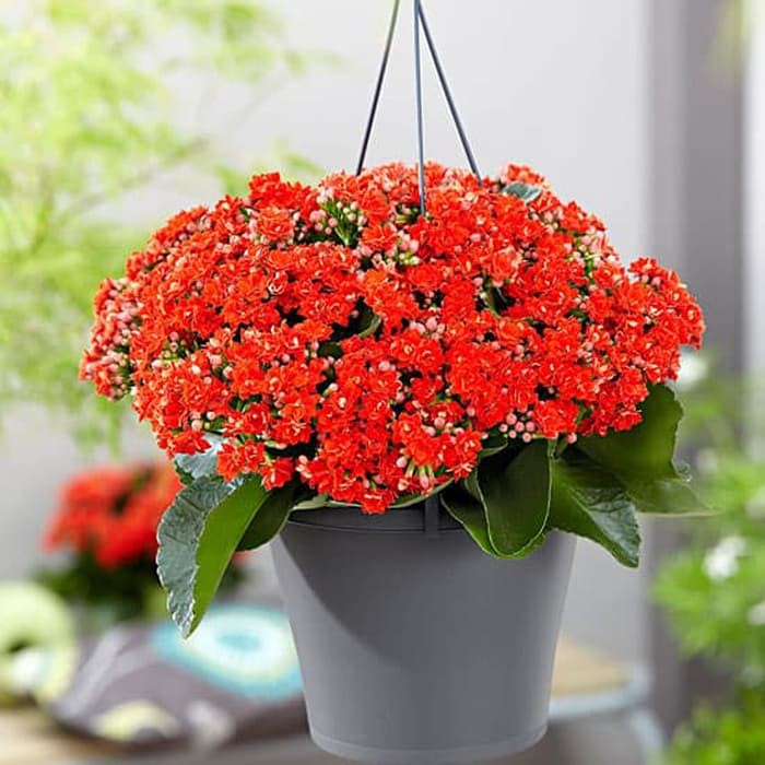 Cocor Bebek Bunga Merah Kalanchoe Blossfeldianared Tanaman Hias Calandiva Teduh Dan Panas Bisa Shopee Indonesia